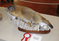 2010-marmota